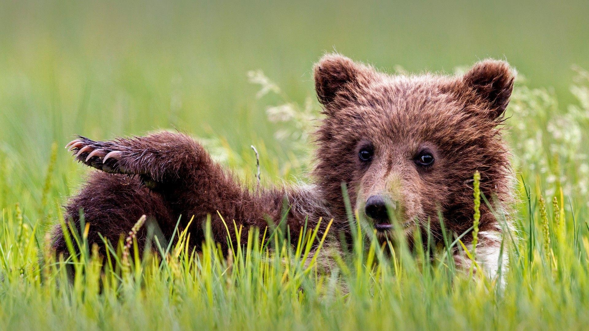 1920x1080 Brown bear cub (Ursus arctos) lying on meadow, Lake Clark National, Desktop