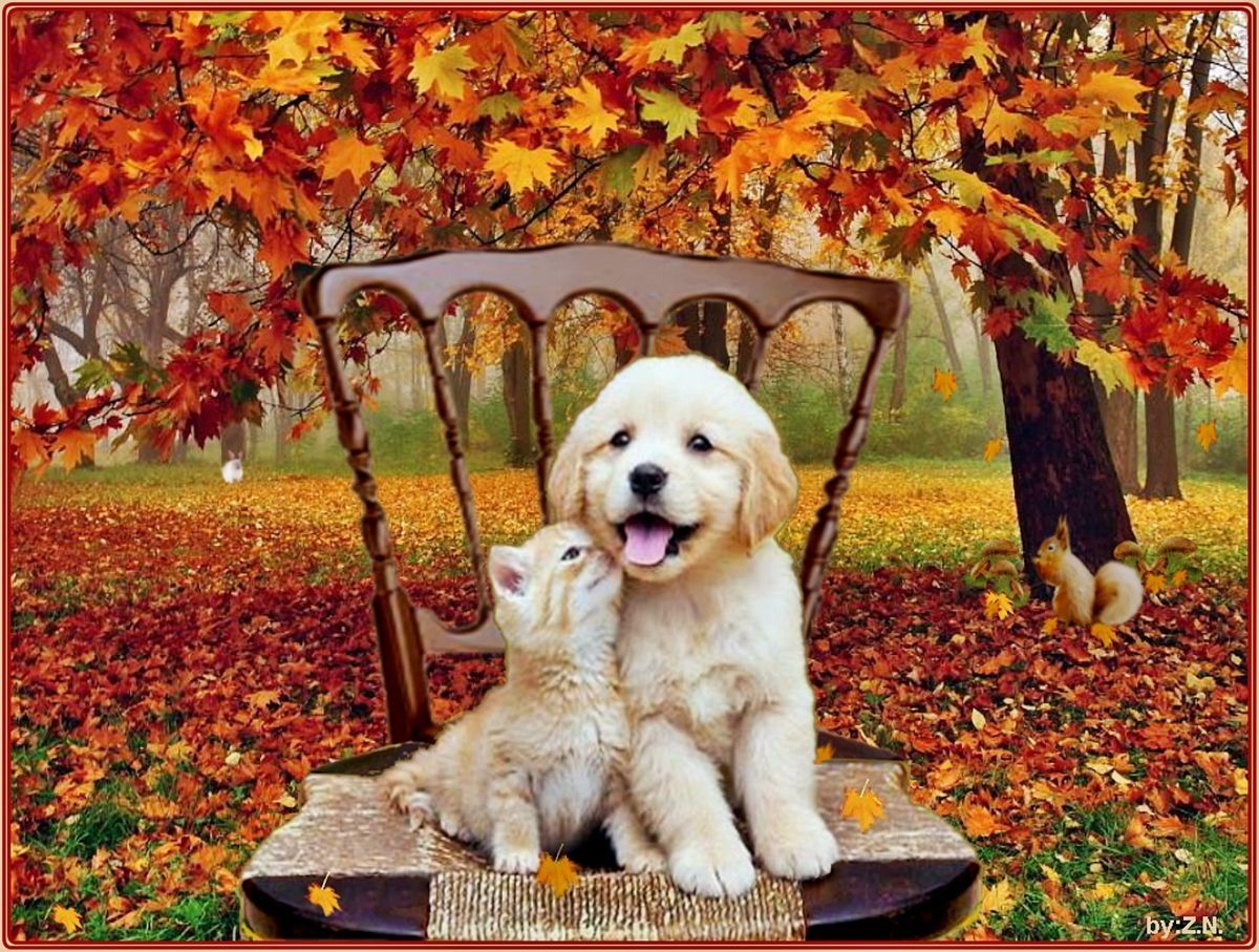 1200x910 Funny Animal Thanksgiving Wallpaper Free Funny Animal Thanksgiving Background, Desktop