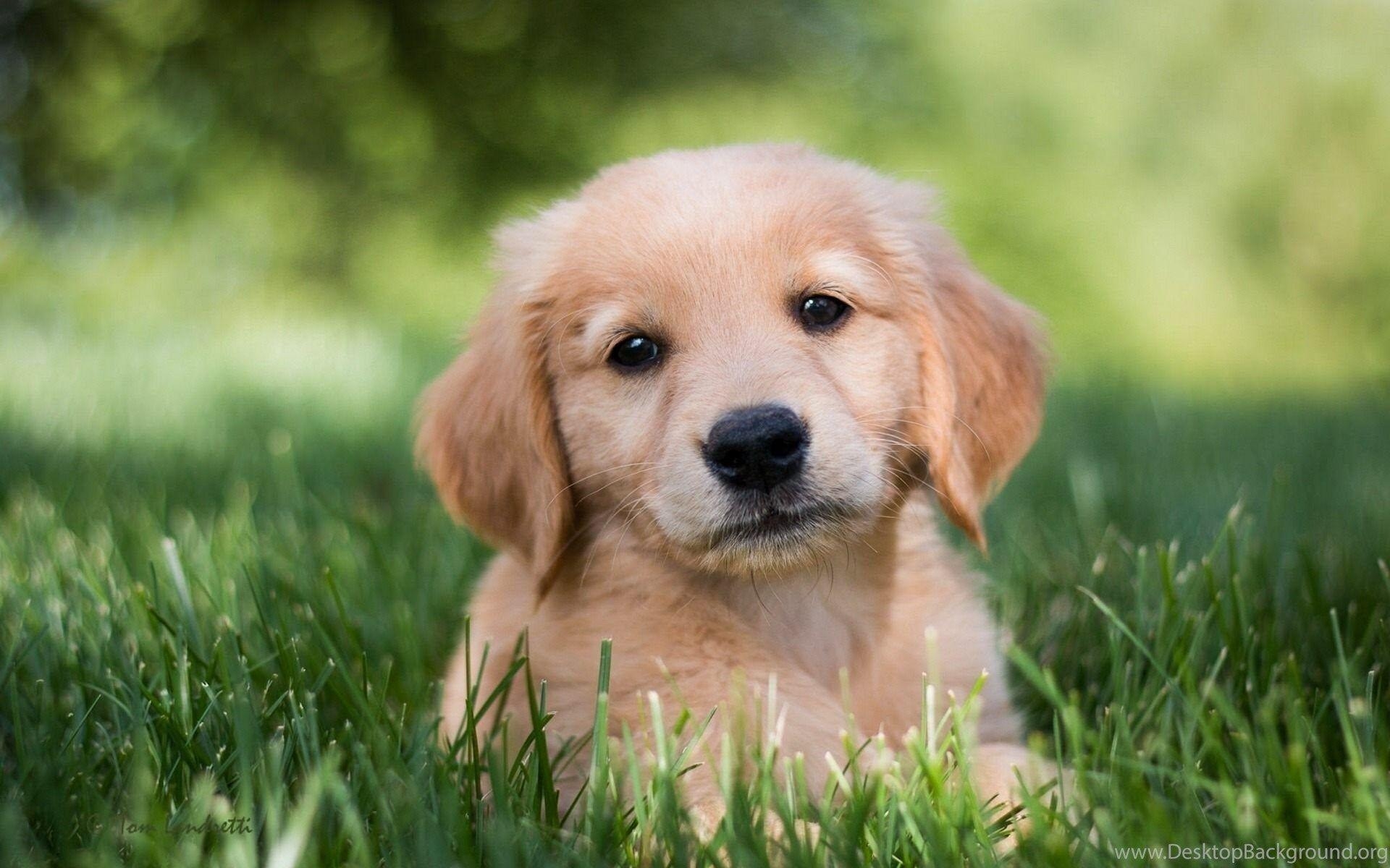 1920x1200 Golden Retriever Puppy Wallpaper Download Of Golden Dog Desktop, Desktop