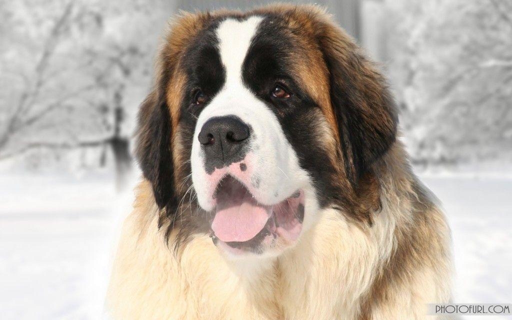 1030x640 Saint Bernard Wallpaper, Desktop