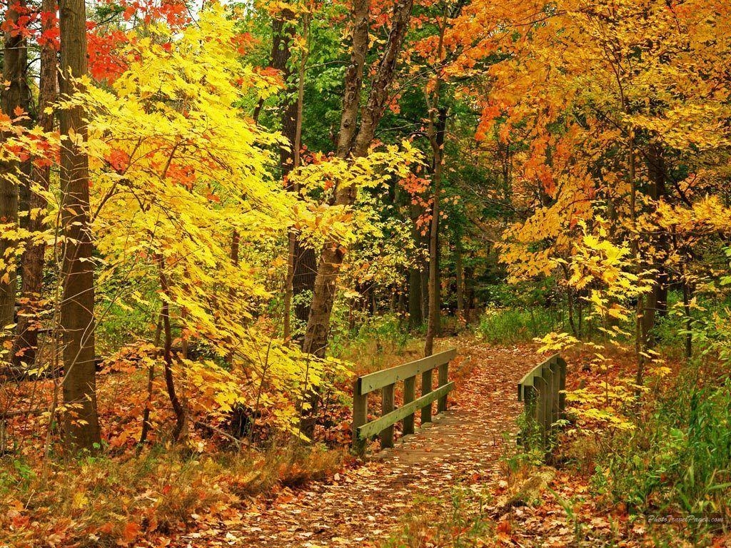 1030x770 Beautiful Fall Wallpaper, Desktop