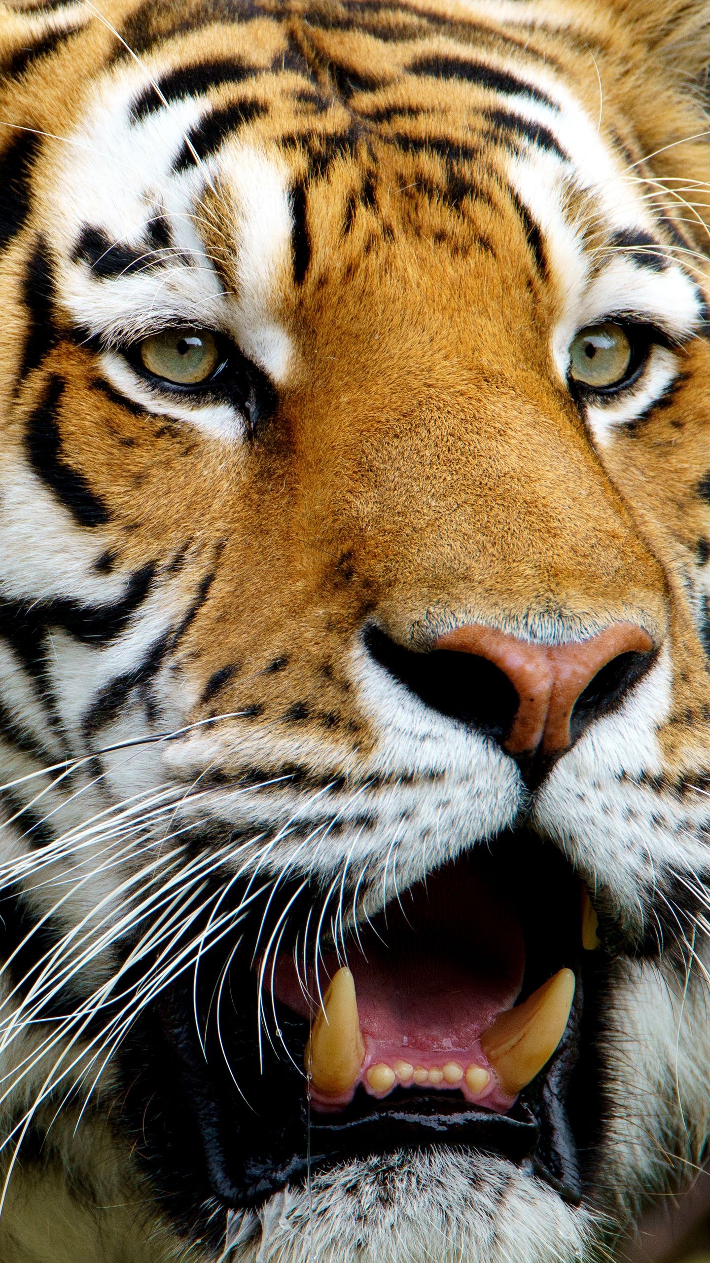 1440x2560 Samsung Galaxy S7 Tiger Wallpaper, Phone