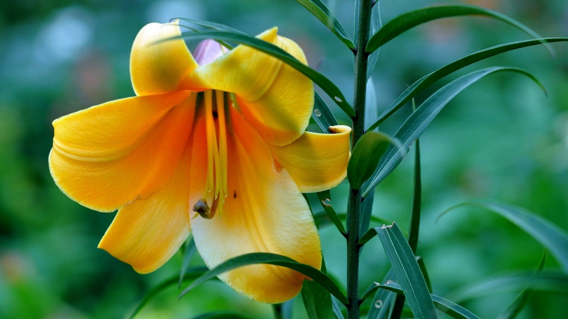 1920x1080 Yellow Lily Flower Wallpaper HD 50639 px, Desktop