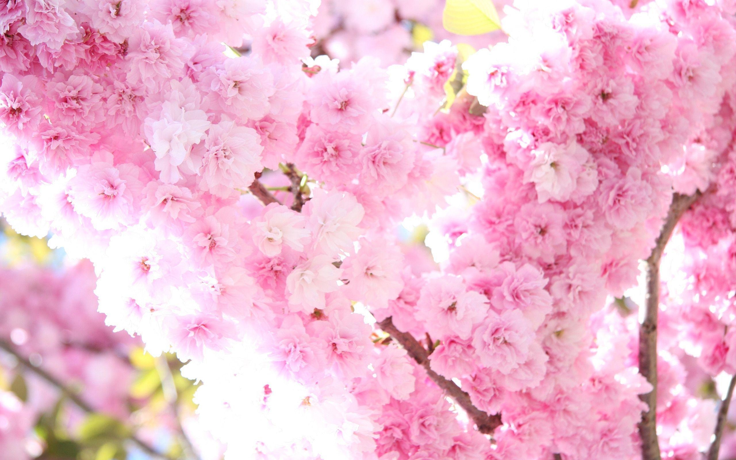 2560x1600 Sakura flower wallpaper HD with blossom tree, Desktop