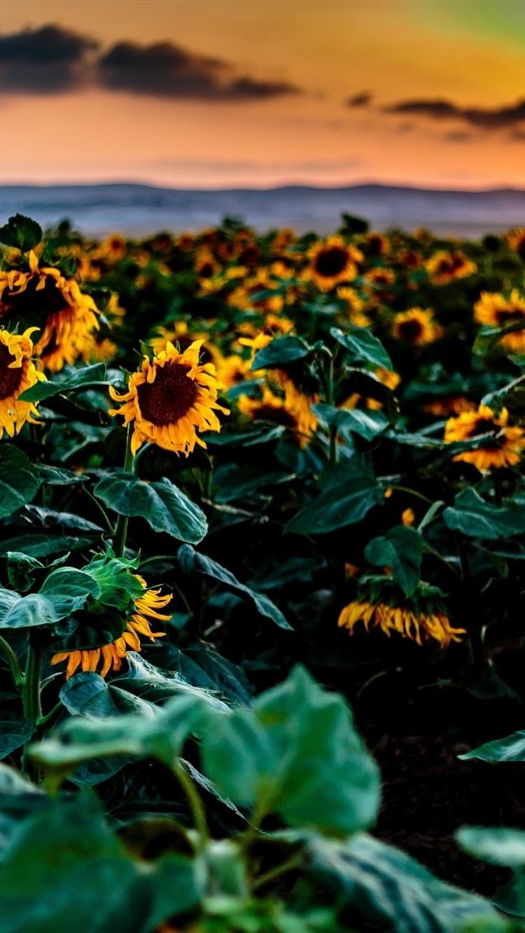 750x1340 Sunflowers Fields, Sunset  IPhone 8 7 6 6S Wallpaper, Phone