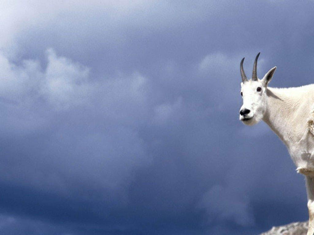 1030x770 Mountain Goat In The Clouds, Desktop