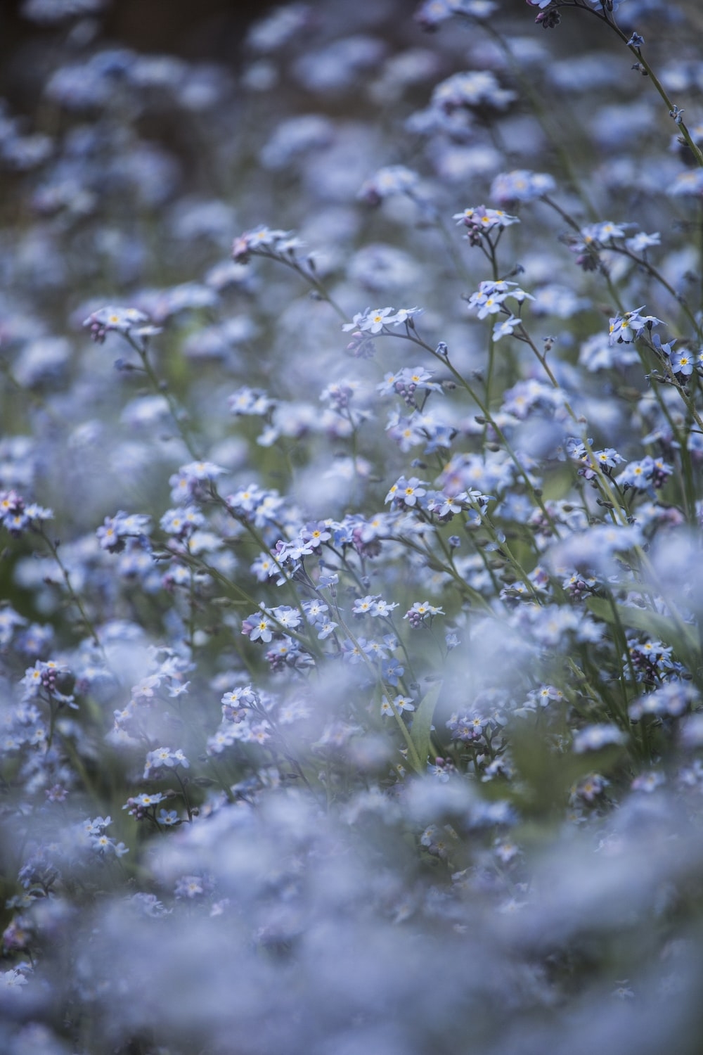 1000x1500 Blue flowers with green leaves photo, Phone