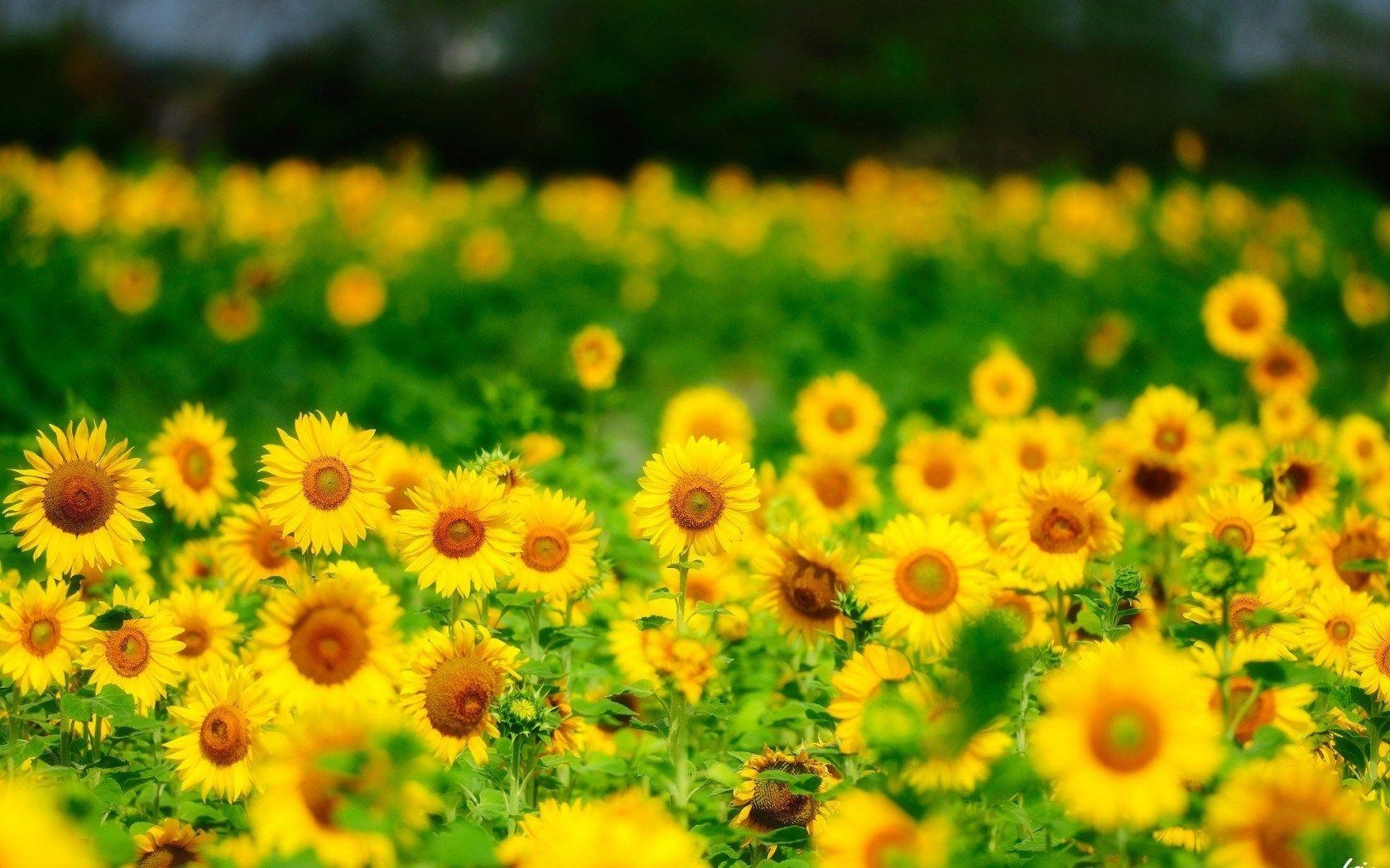 1680x1050 Sunflowers Summer Nature HD Wallpaper, Desktop