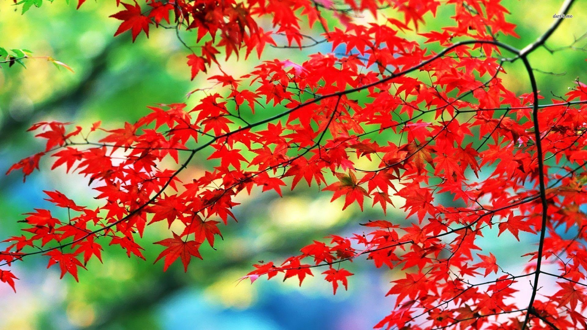 1920x1080 Red leaves wallpaper wallpaper - #, Desktop