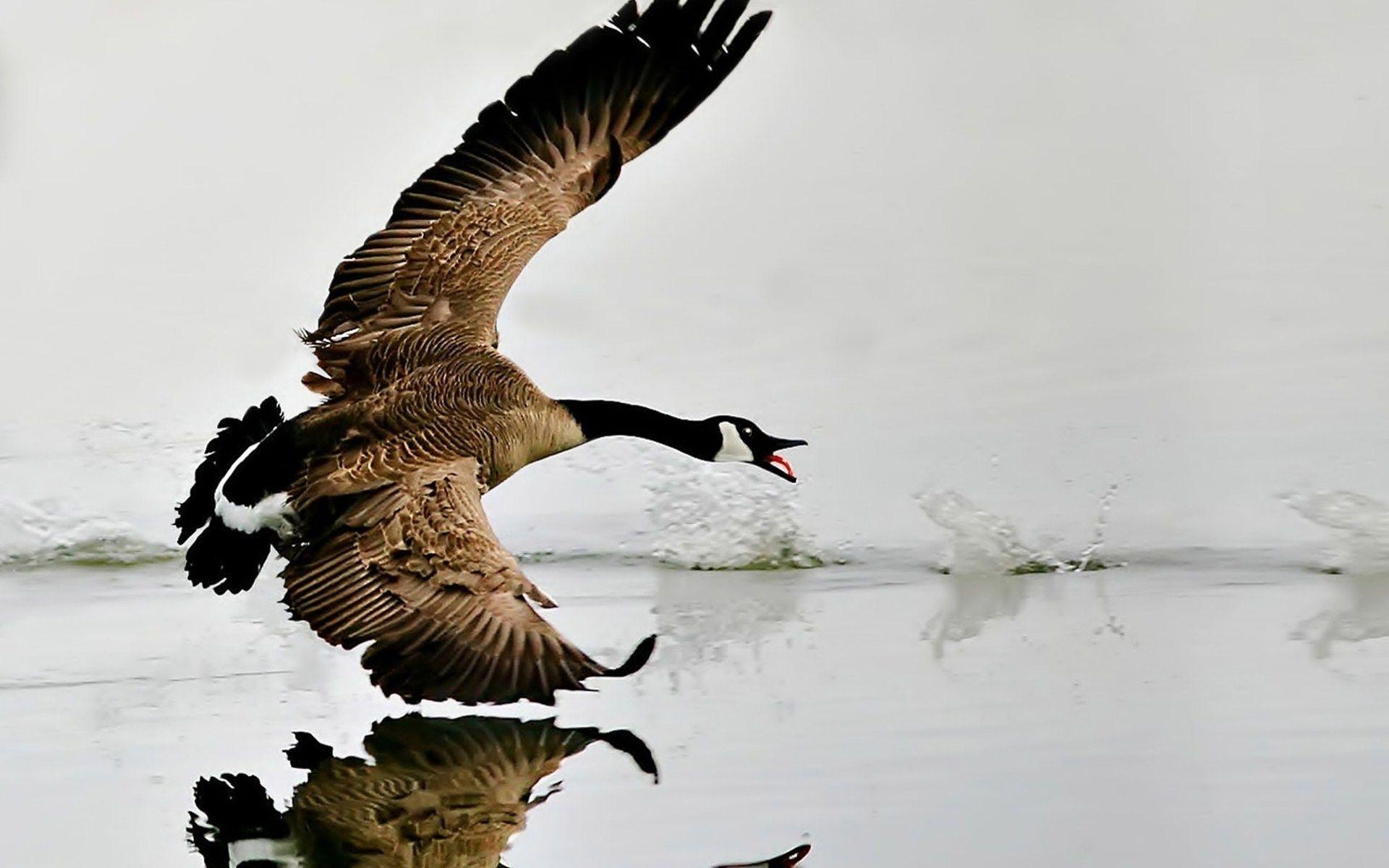 1920x1200 Canada Goose HD Wallpaper, Desktop