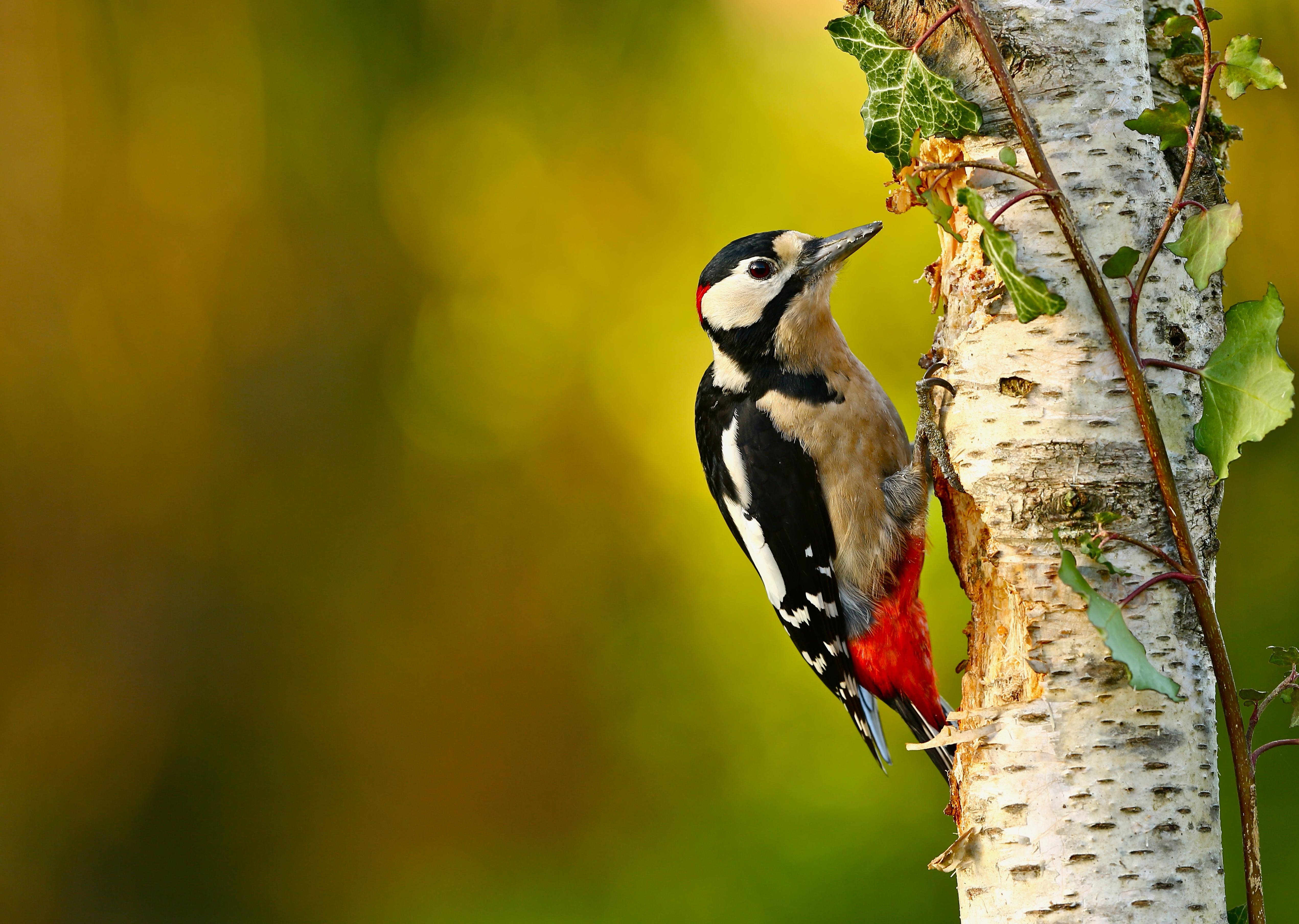 5090x3620 Great Spotted Woodpecker 4k Ultra HD Wallpaper. Background Image, Desktop