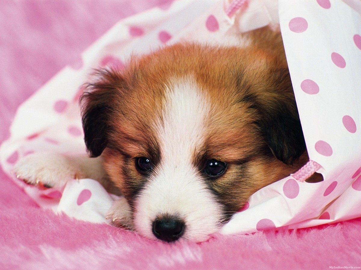 1200x900 Cute Sad Puppy Wallpaper, Desktop