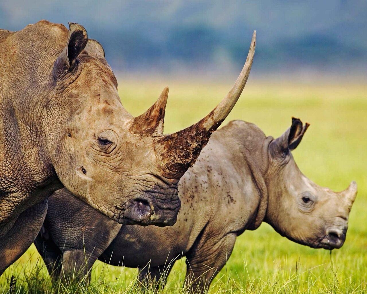 1280x1030 Nature. Rhinos and Animal, Desktop