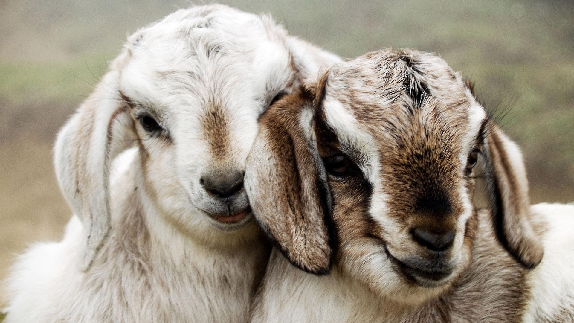 1920x1080 Cute Goats Wallpaper, Desktop