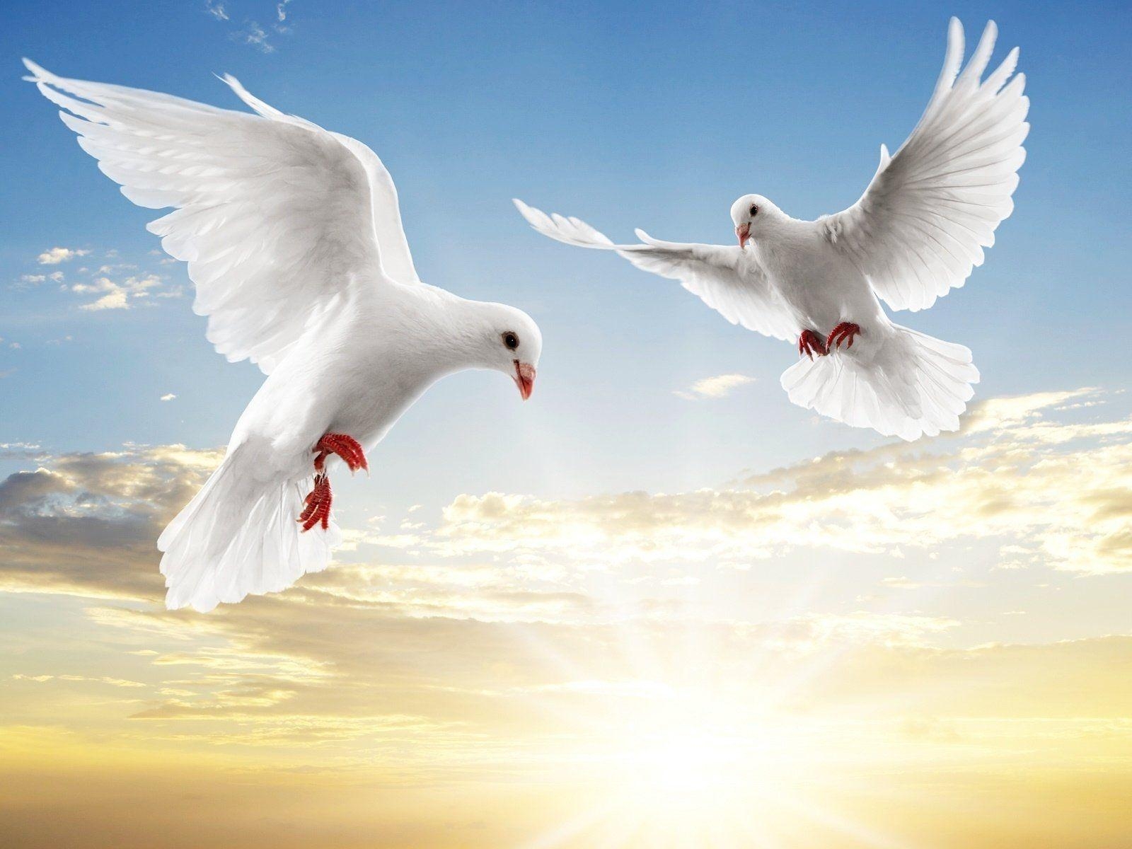 1600x1200 Dove HD Wallpaper and Background Image, Desktop