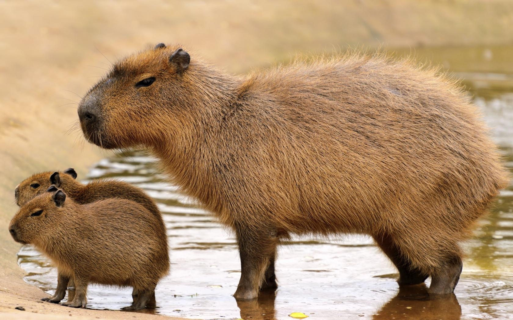 1680x1050 Capybara Wallpaper, Desktop