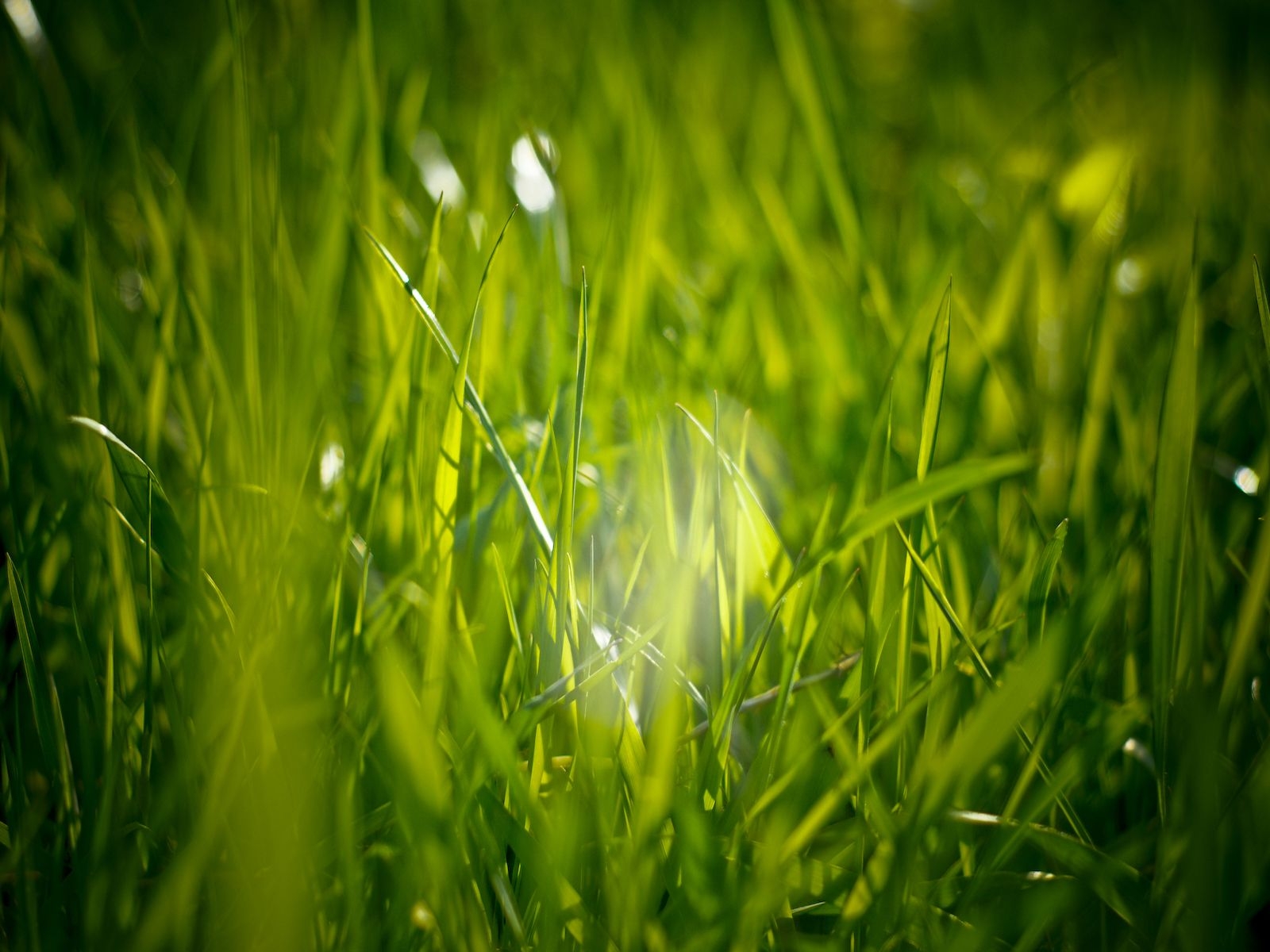 1600x1200 I Love Grass Wallpaper And Grass Wallpaper & Background Download, Desktop