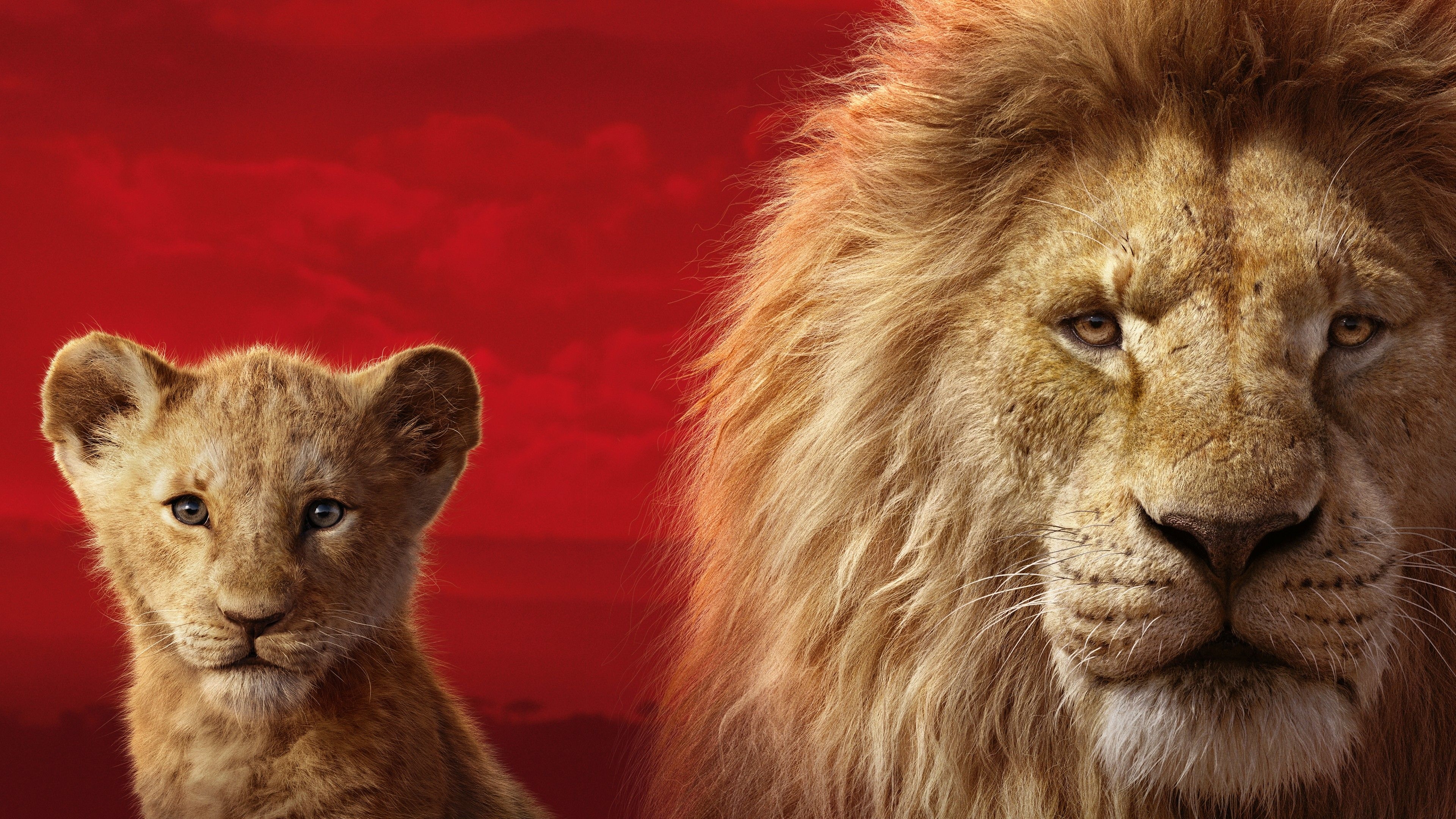 3840x2160 Simba Mufasa in The Lion King 5K Wallpaper, Desktop