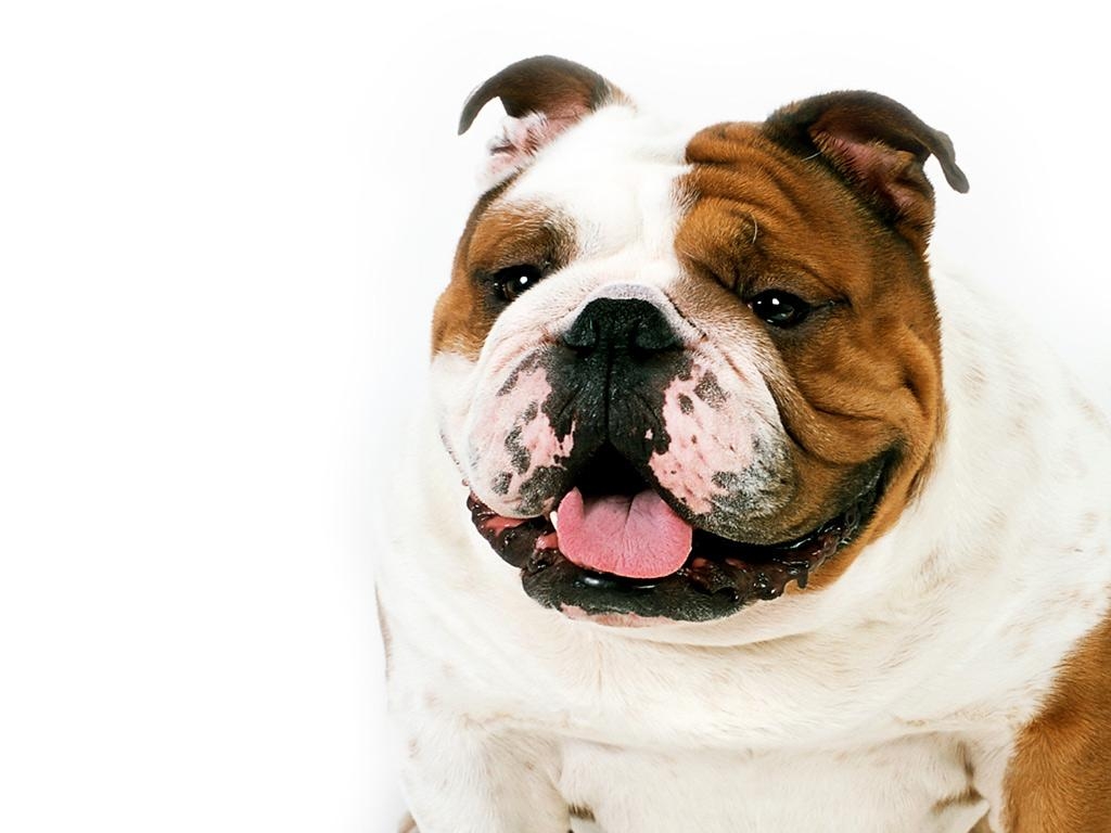 1030x770 English Bulldog Wallpaper, Desktop