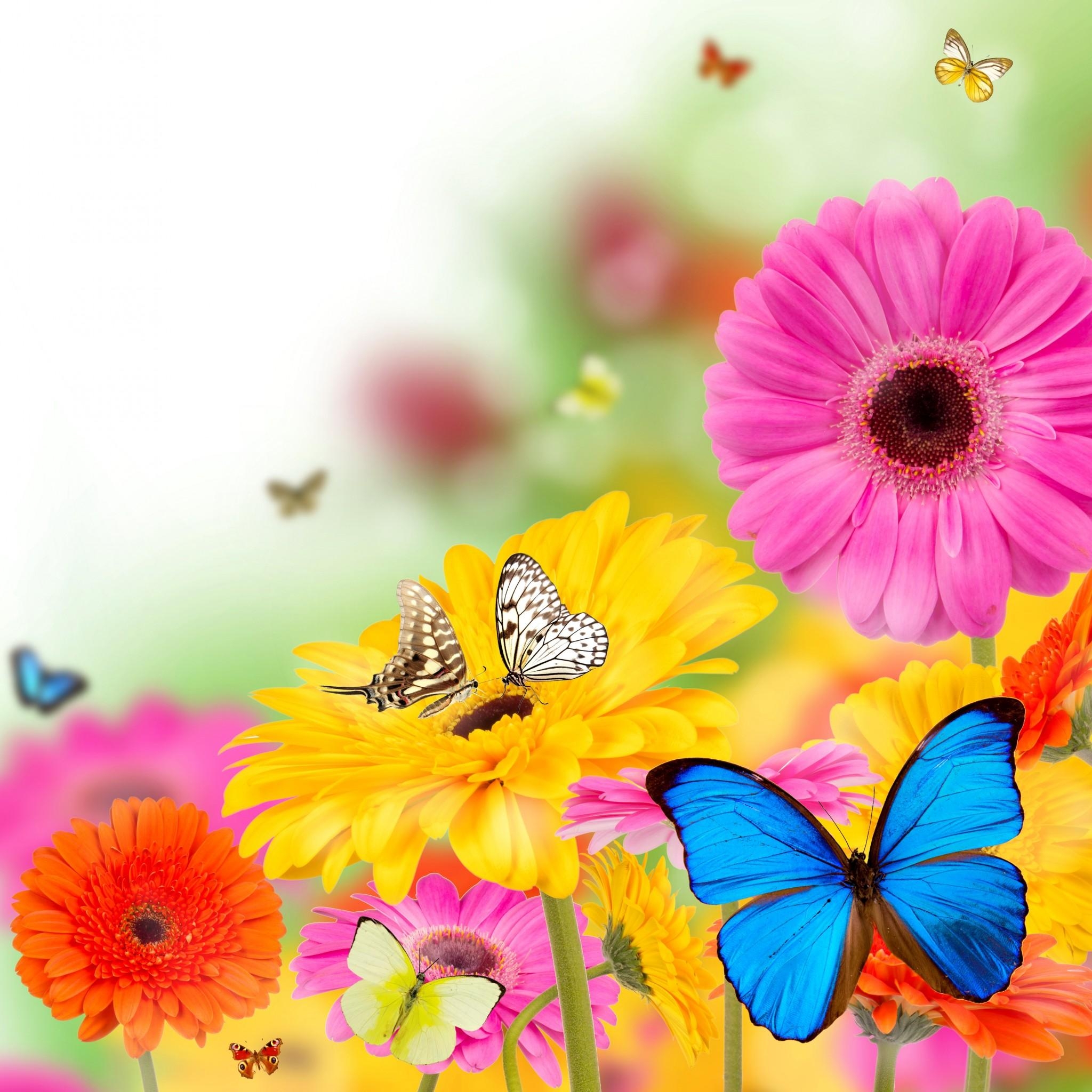 2050x2050 Spring iPad Wallpaper Butterfly And Flowers, Download, Phone