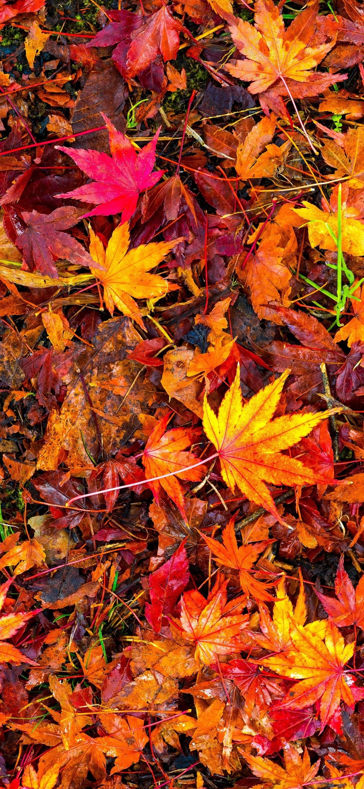 1250x2690 Many Red Maple Leaves, Ground, Autumn  IPhone 11 Pro XS Max Wallpaper, Background, Picture, Image, Phone