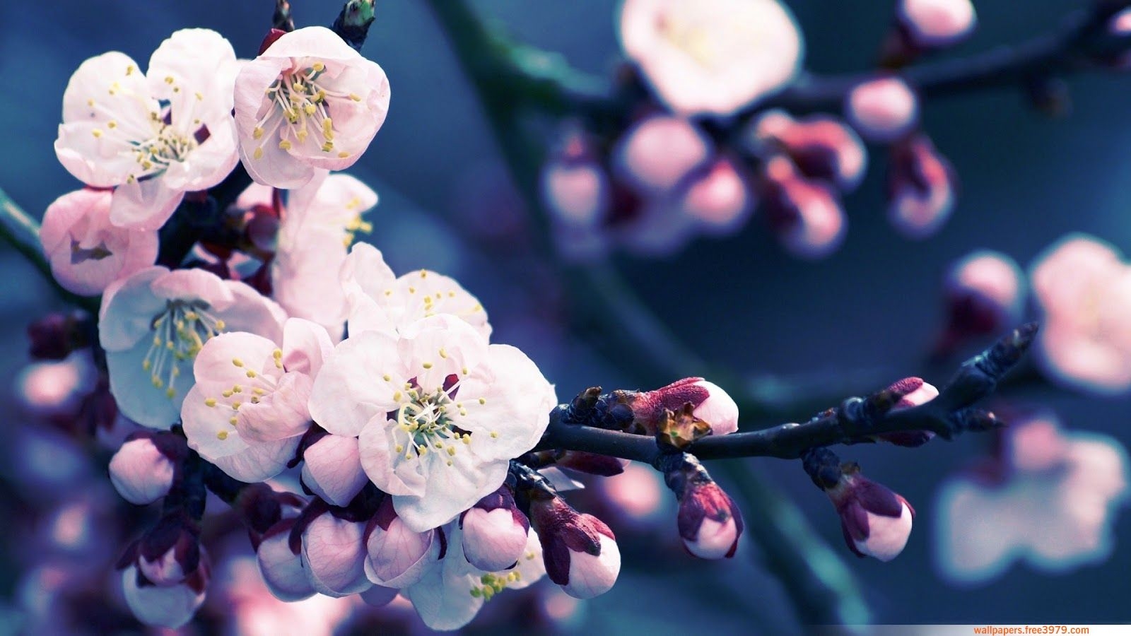 1600x900 Wallpaper Cherry Blossom Free HD Wallpaper, Desktop