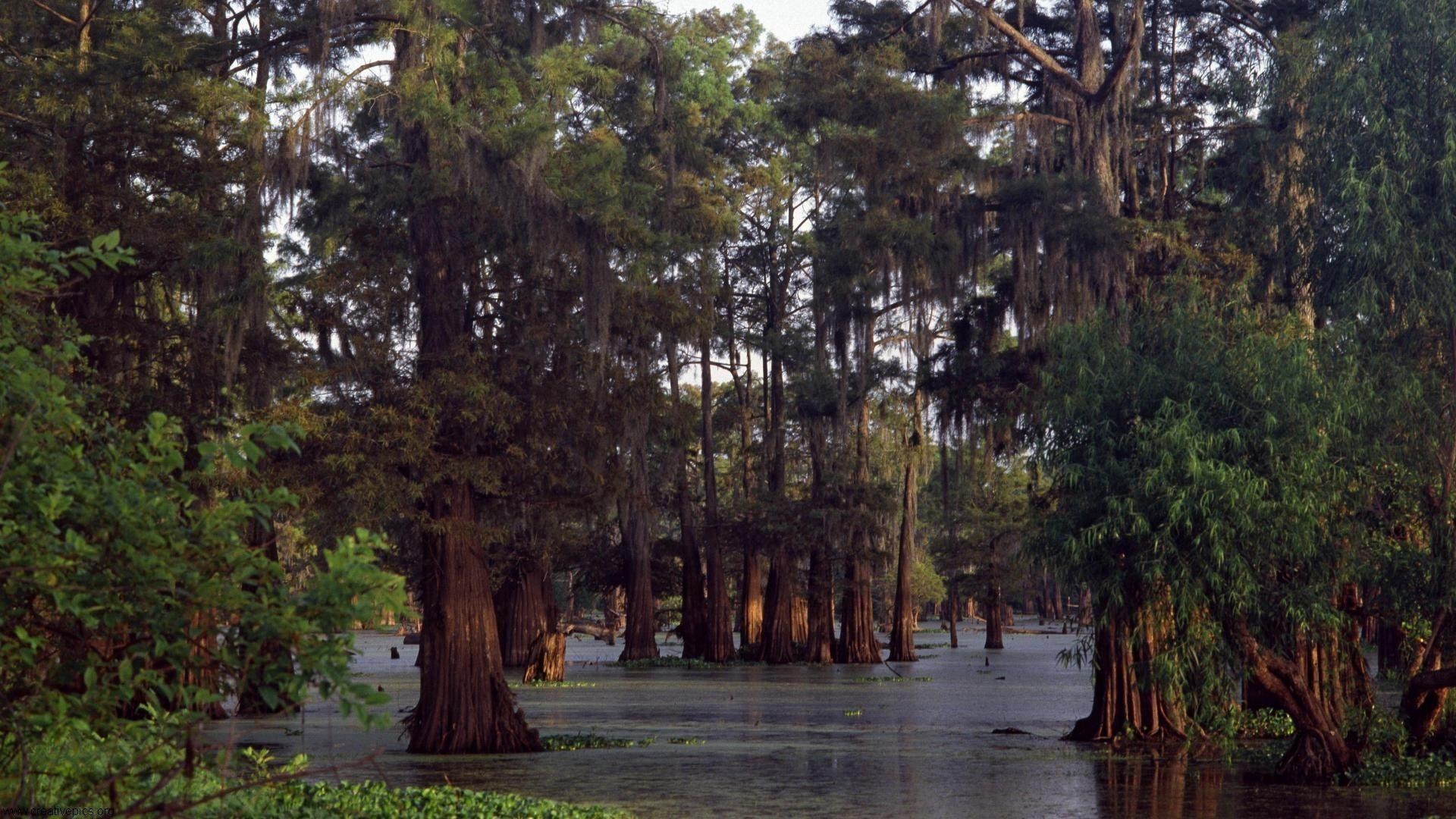 1920x1080 Bald Cypress Trees at Sunset Louisiana HD Wallpaper, Desktop