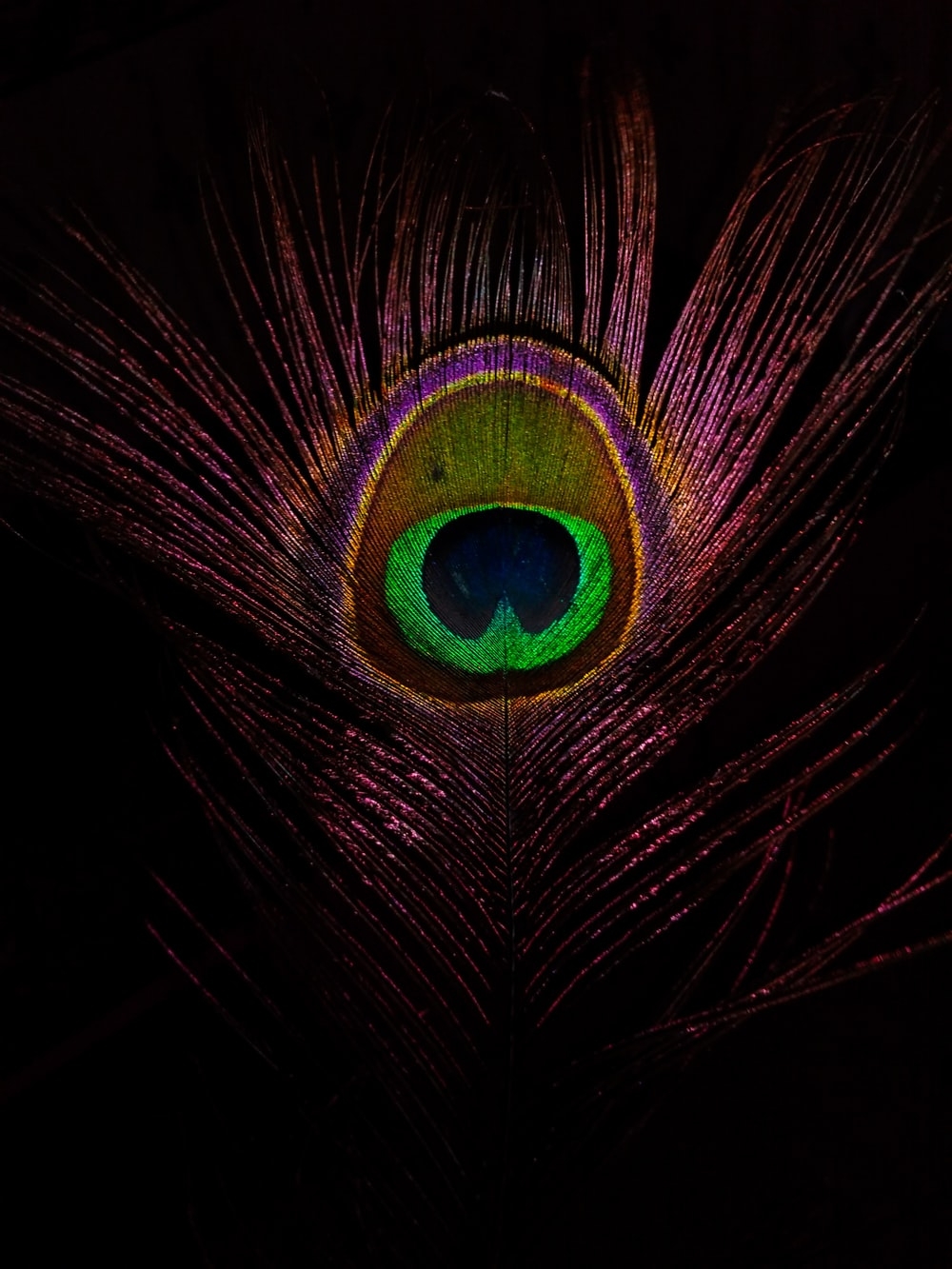 1000x1340 Peacock Feather Picture. Download Free Image, Phone