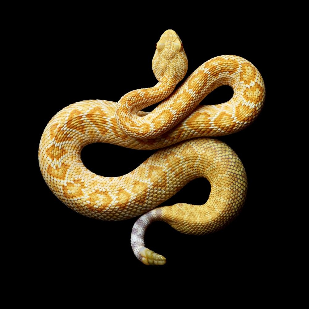 1000x1000 Vivid Snake Photo Come at a Cost, Phone