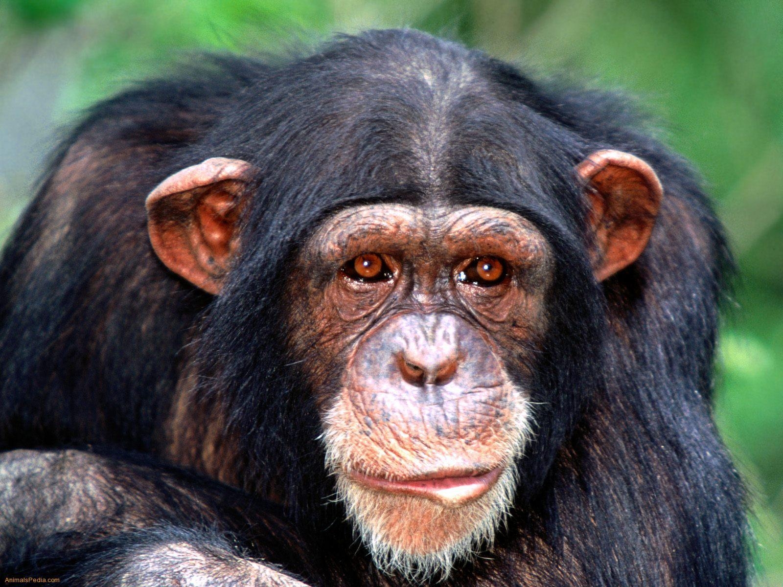 1600x1200 Chimpanzee Wallpaper 12 X 1200, Desktop