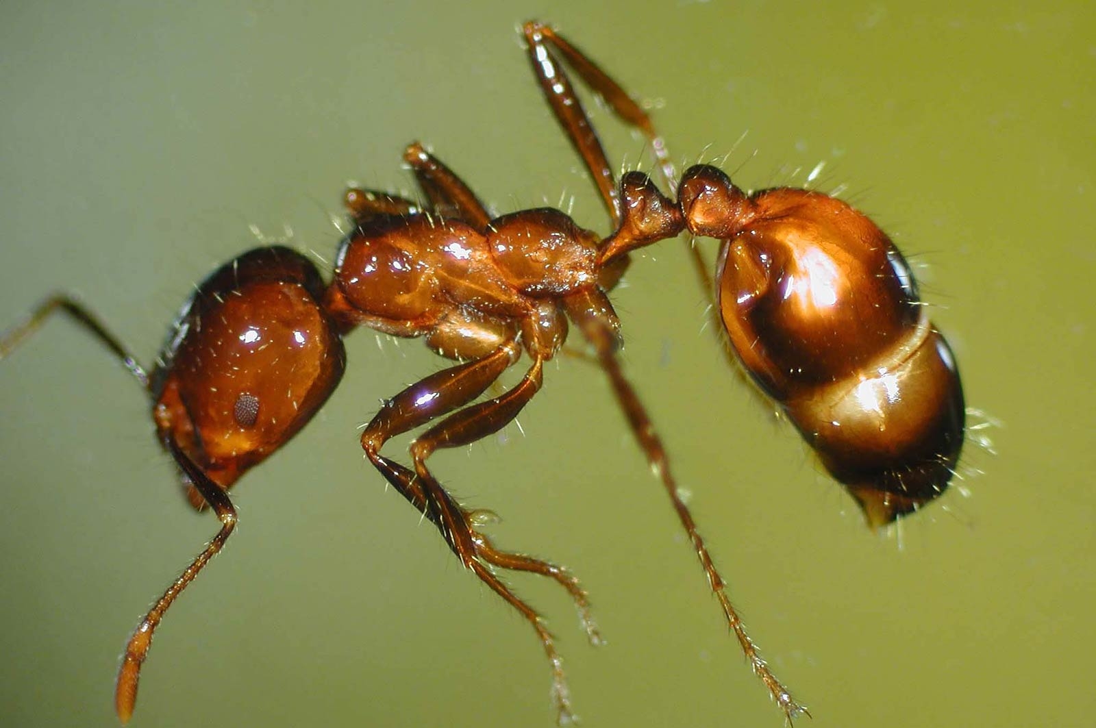 1600x1070 Fire Ant Wallpaper, Desktop