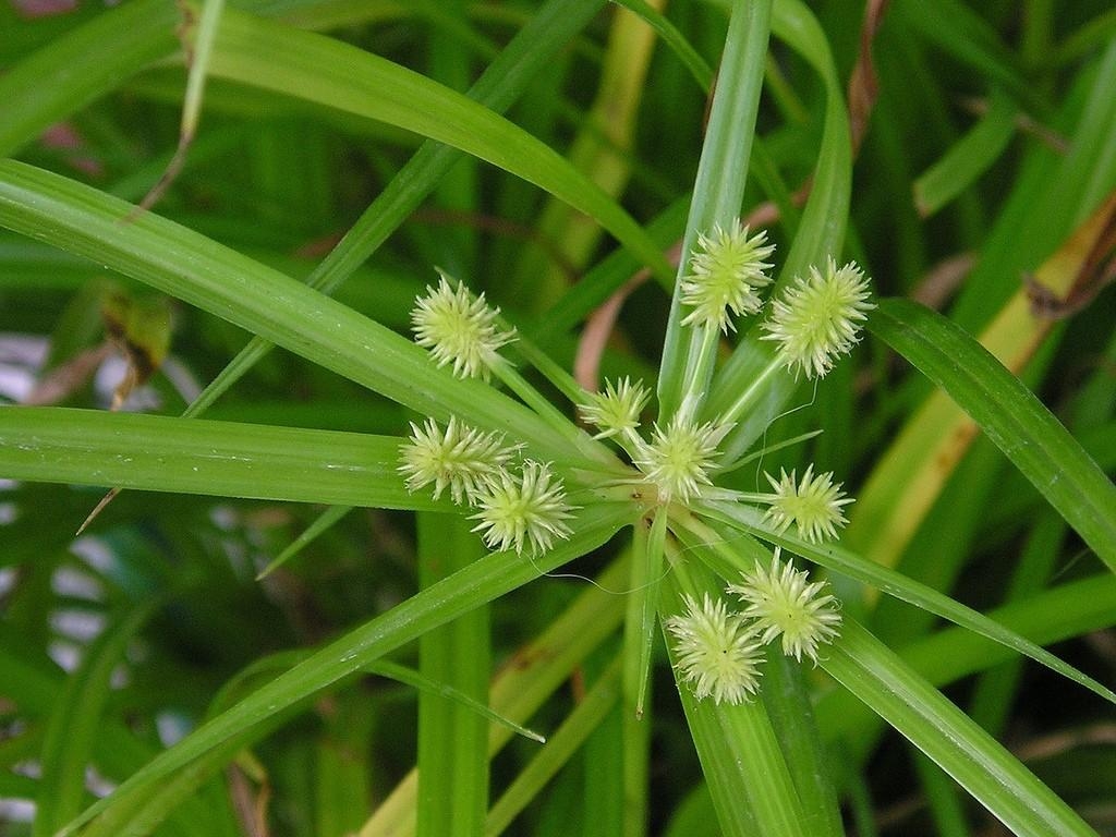 1030x770 Growing Sedge Plants: Cultivating Different Types Of Sedge. ゛☀ Manage is the best garden manage app, Desktop