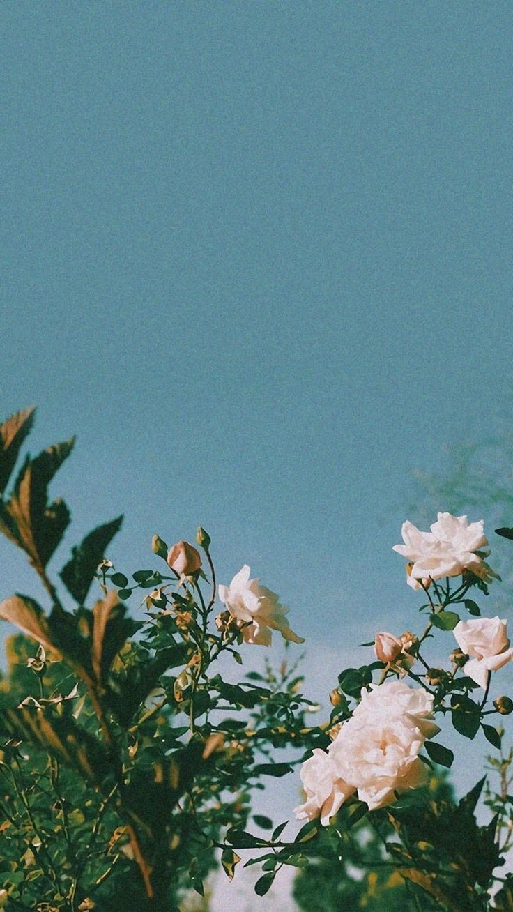 740x1310 Aesthetic iPhone Wallpaper Summer, Phone