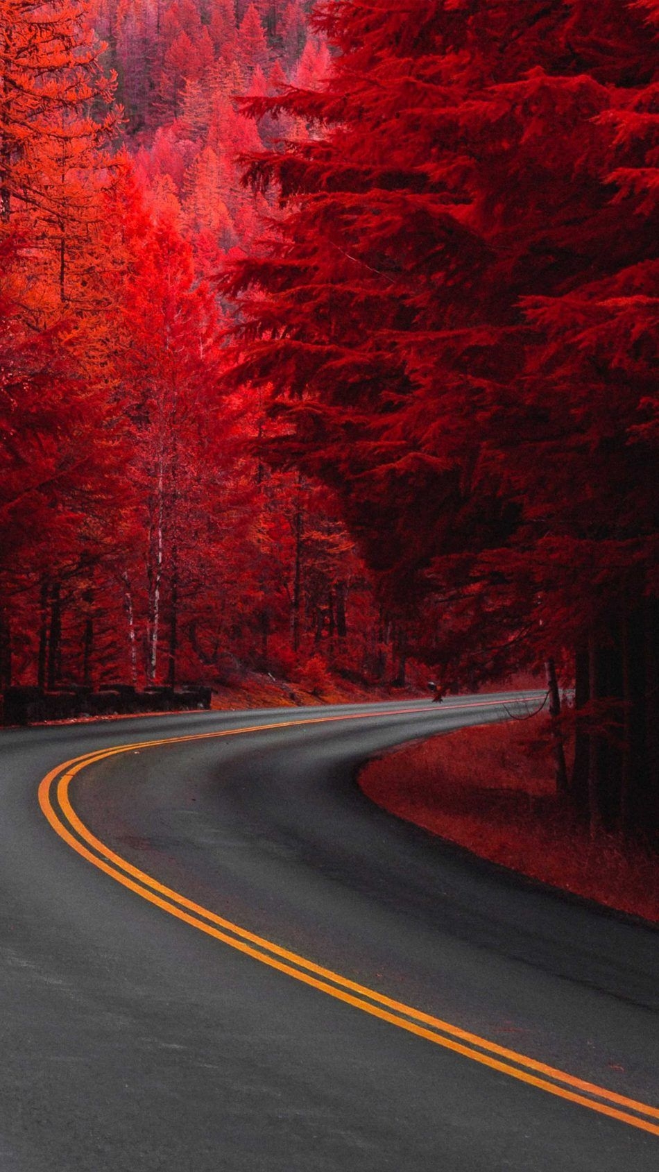 950x1690 Pine Red Trees Road 4K Ultra HD Mobile Wallpaper, Phone