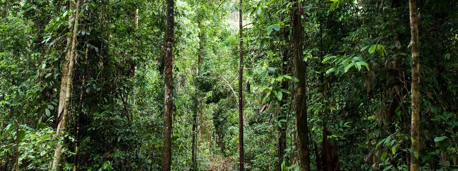 1600x600 Forest Habitat, Dual Screen