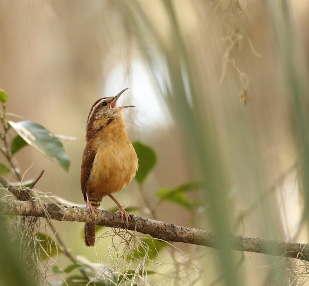 1000x930 Carolina Wren Picture. Download Free Image, Desktop