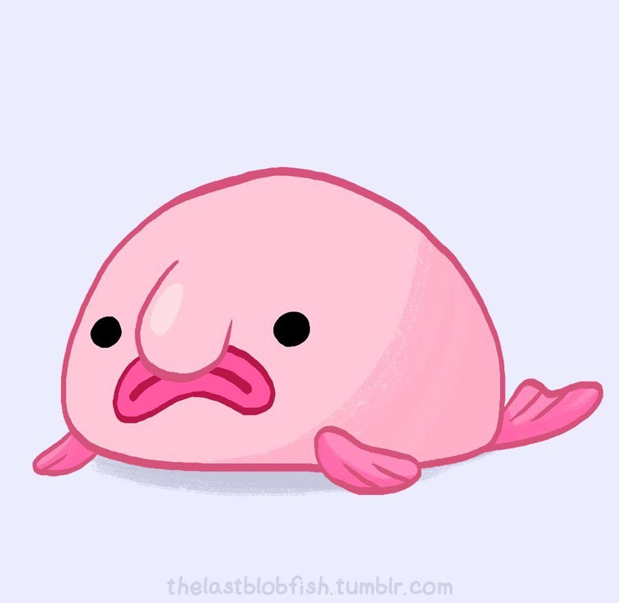 900x880 So cute. Blobfish, Fish drawings, Fish wallpaper, Desktop