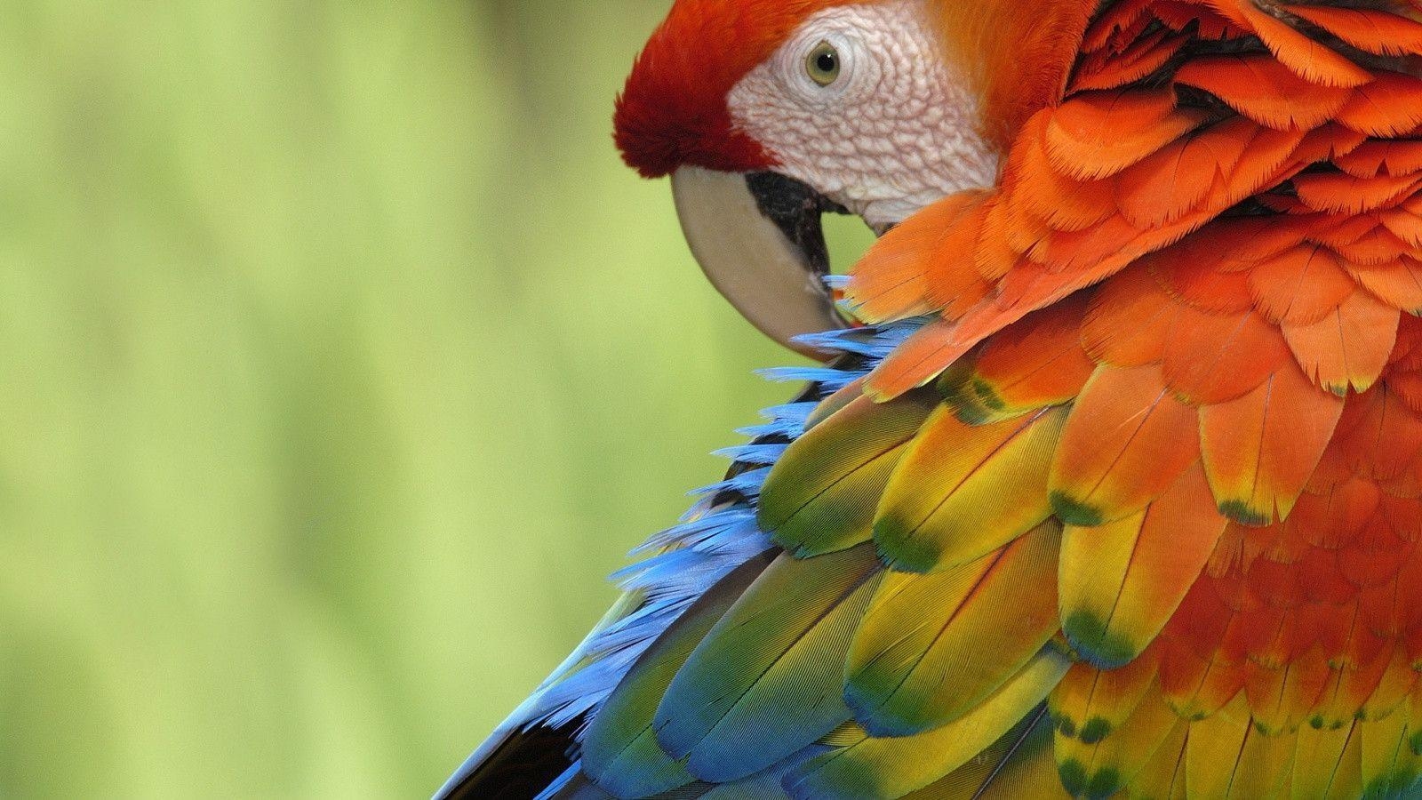 1600x900 image For > Parrot Wallpaper, Desktop