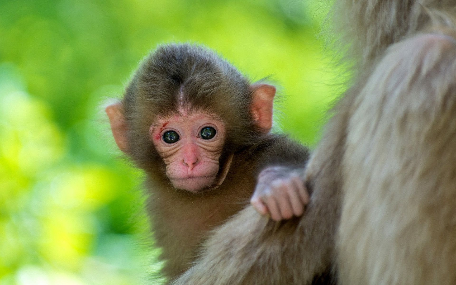 1920x1200 Ideas For Full HD Cute Monkey Image HD, Desktop