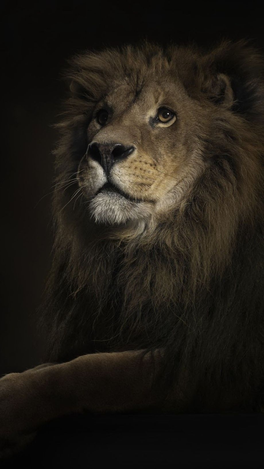 920x1640 iPhone Wallpaper. Lion, Vertebrate, Mammal, Hair, Wildlife, Masai, Phone