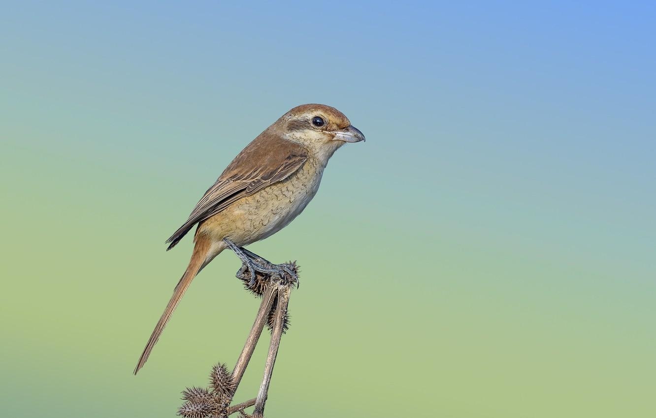 1340x850 Wallpaper bird, thorn, Isabelline Shrike image for desktop, Desktop