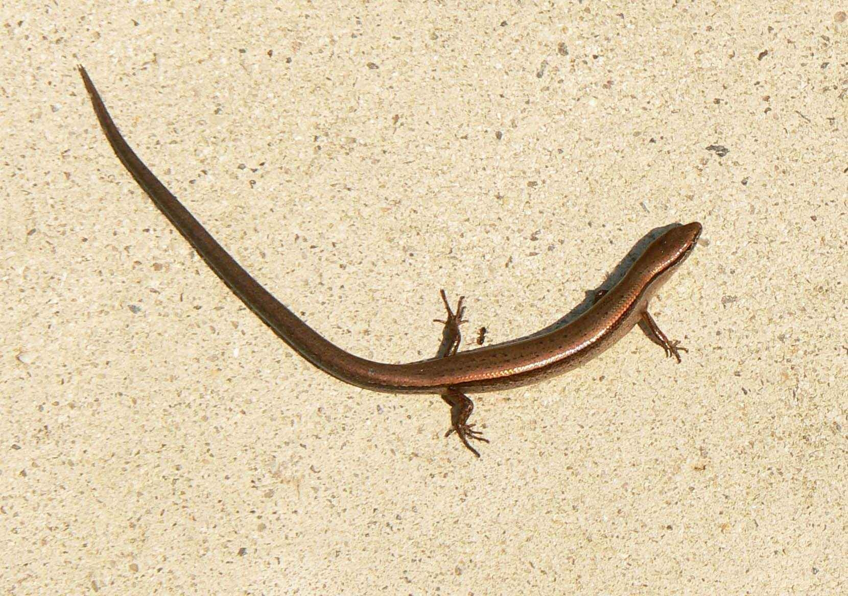 1660x1170 Free picture: little, brown, skink, ground, skink, scincella, Desktop