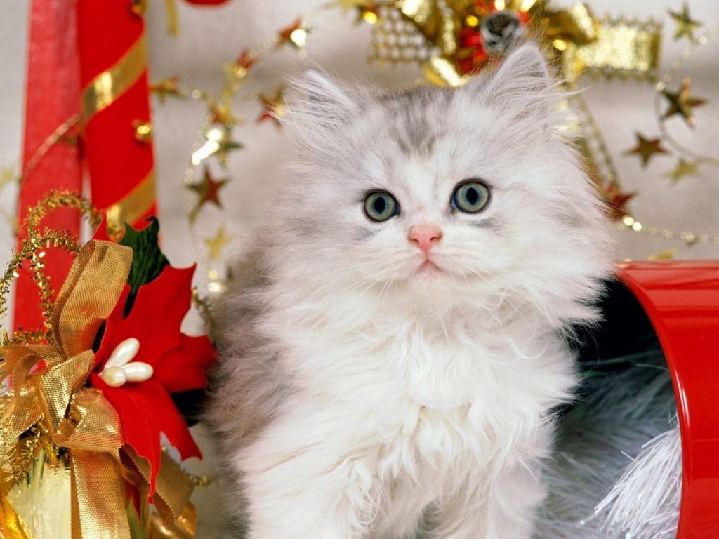 1030x770 Christmas Kitten Wallpaper Cats Animals Wallpaper in jpg format, Desktop