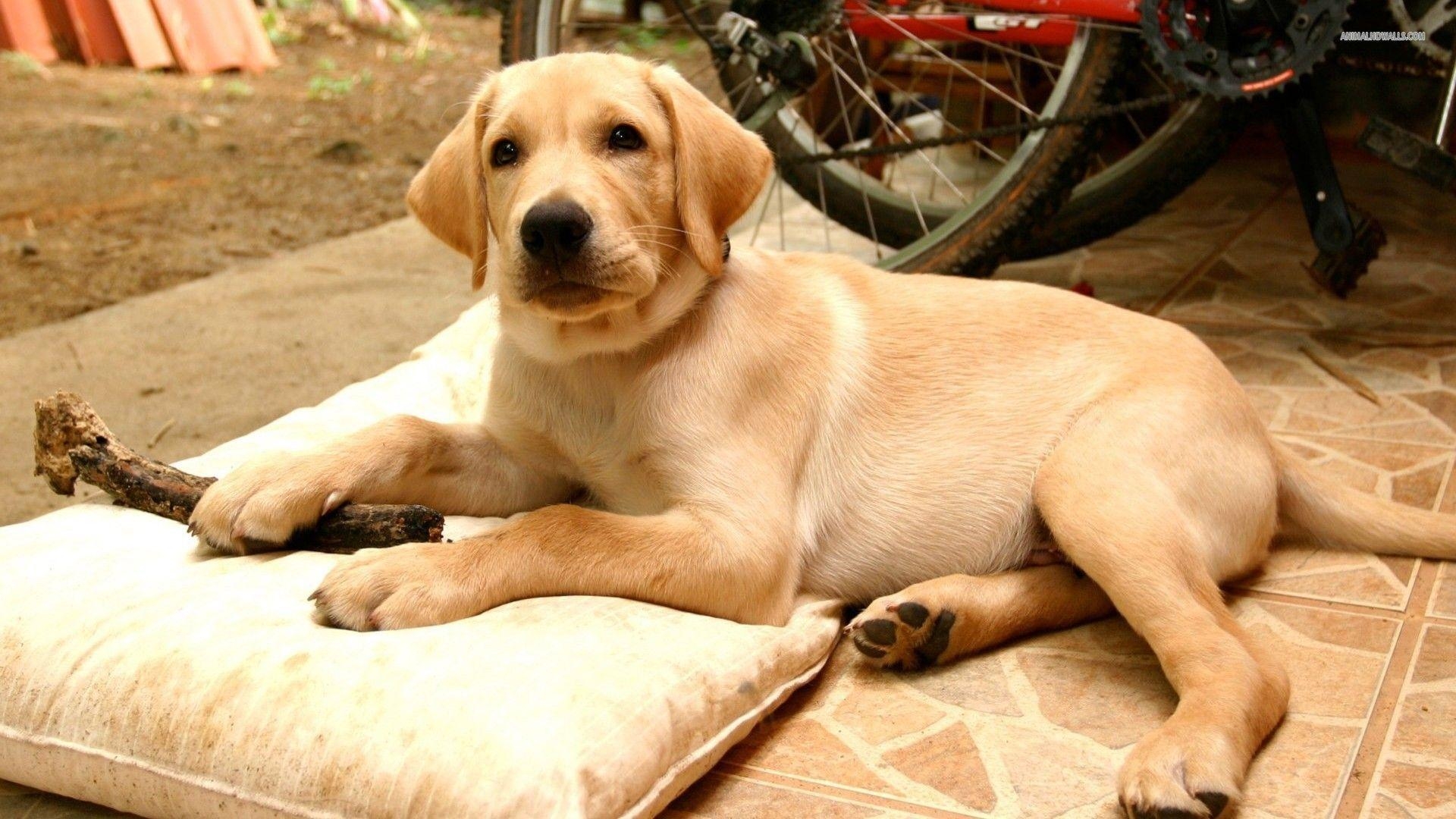 1920x1080 Labrador Retriever HD Wallpaper, Desktop