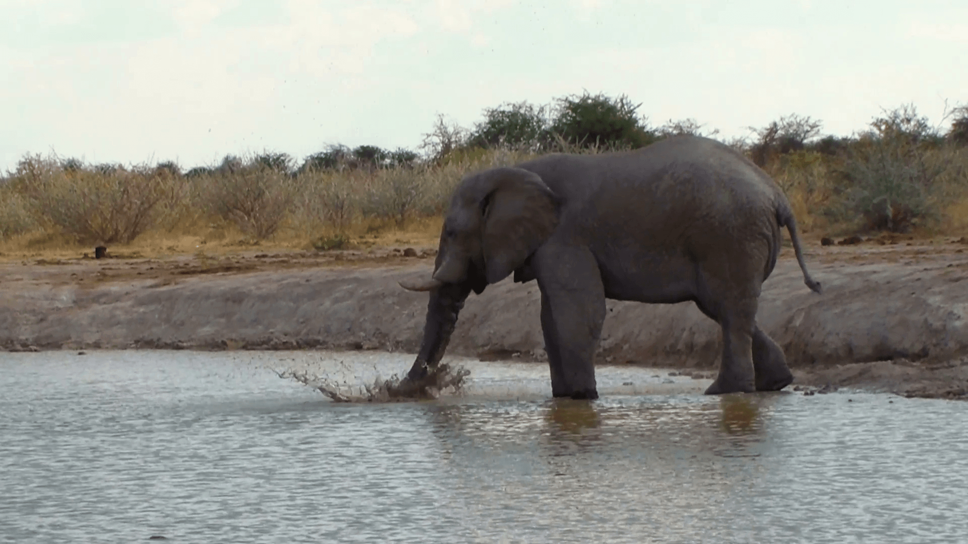 1920x1080 Elephant playing water and mud in a waterhole. Nxai Pan National, Desktop