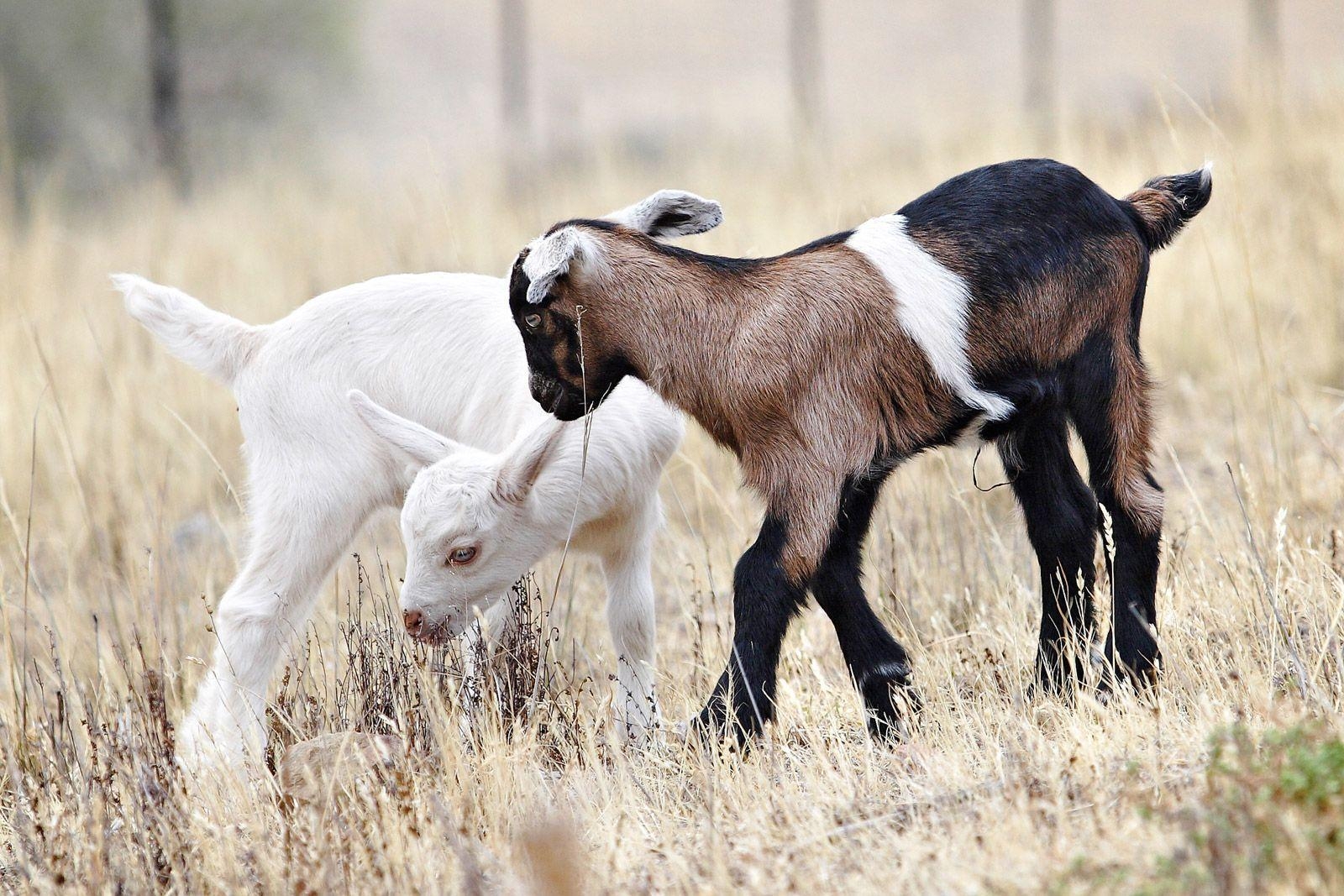 1600x1070 Lovely Wallpaper Of Baby Goats, Desktop