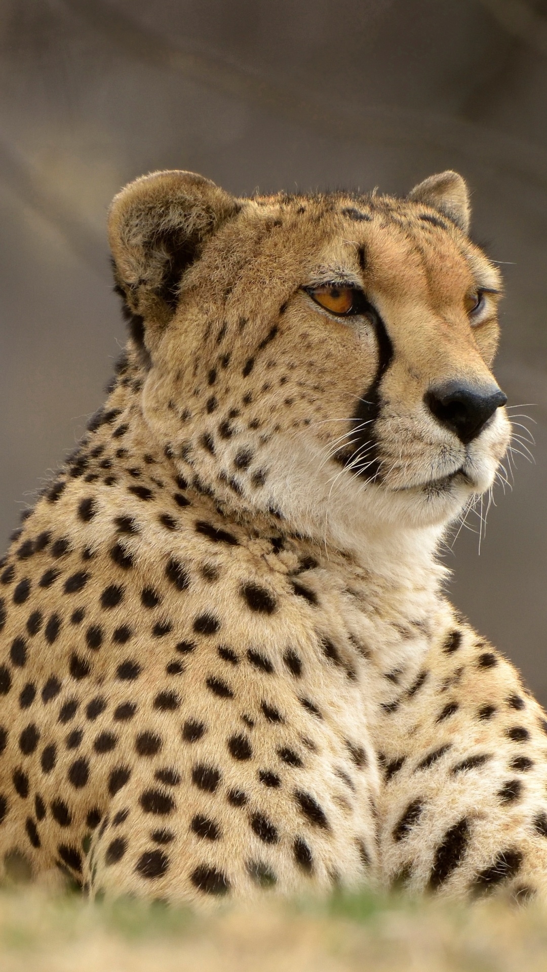 1080x1920 Cheetah Wallpaper for IPhone 6S /7 /8 [Retina HD], Phone