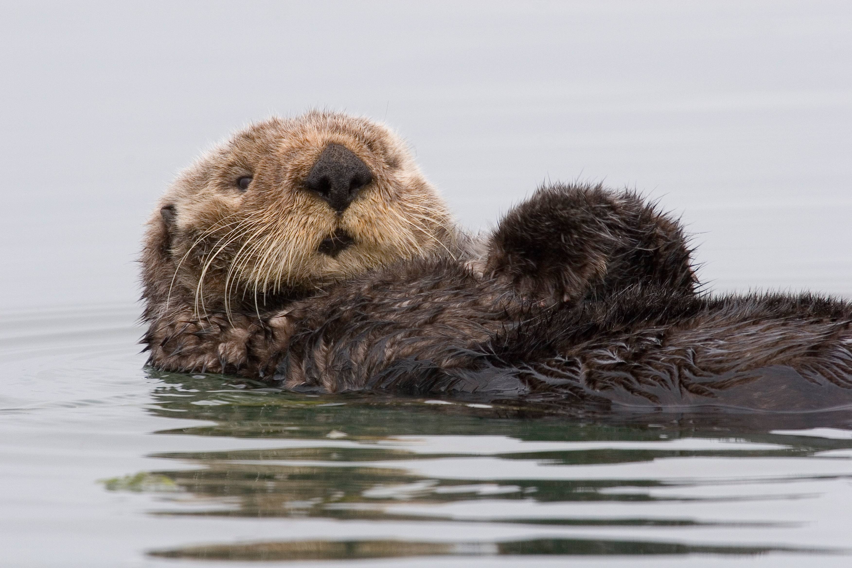 3510x2340 Sea Otters, Desktop