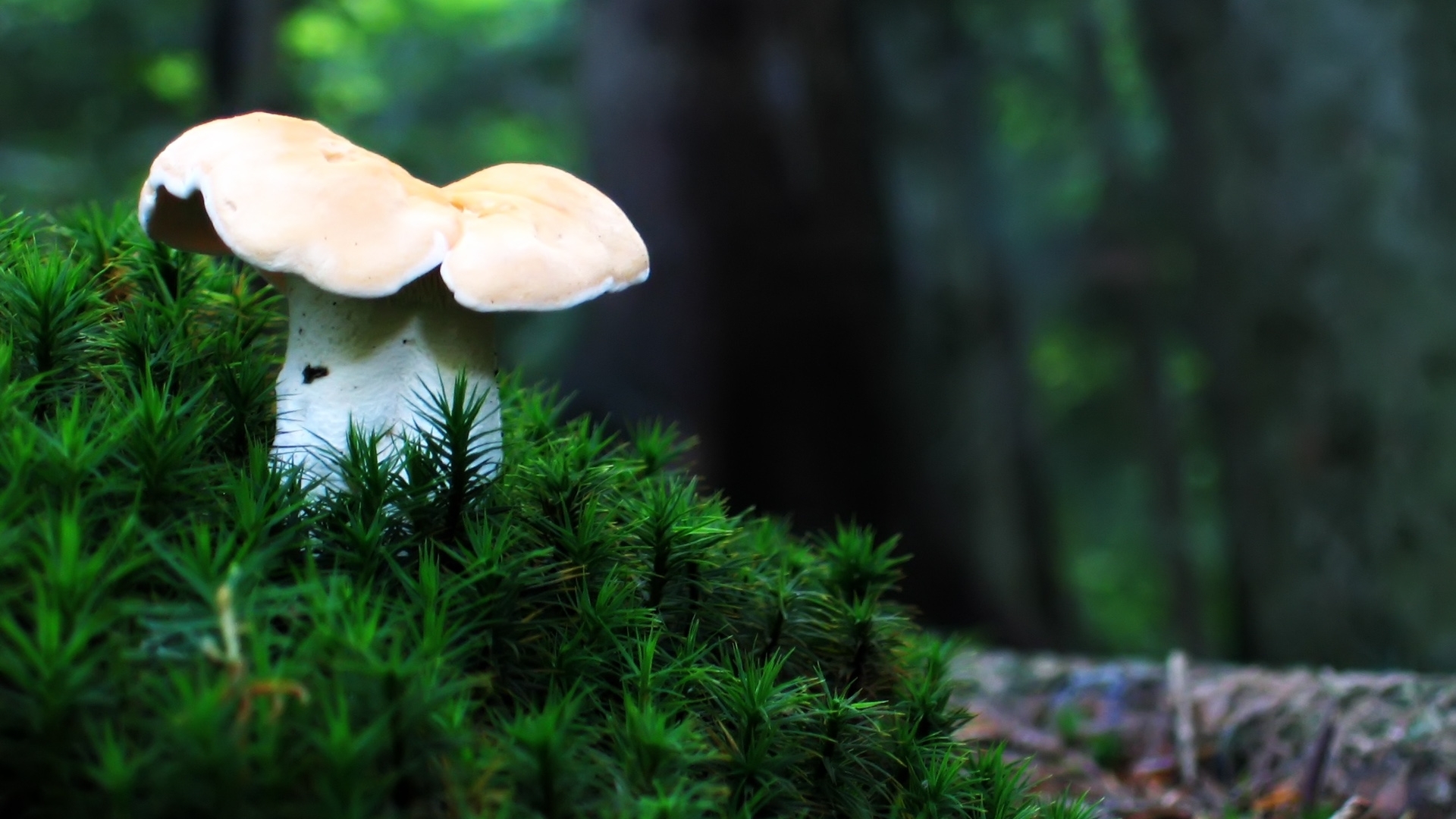 1920x1080 Mushroom desktop PC and Mac wallpaper, Desktop