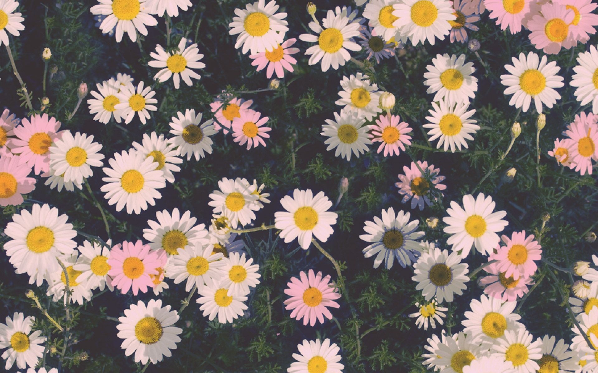 1920x1200 Aesthetic Flower Laptop Wallpaper Free Aesthetic Flower, Desktop